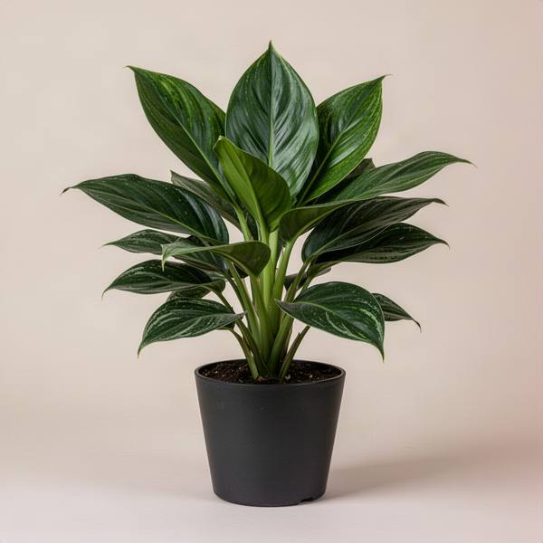 Green Aglaonema (Aglaonema commutatum 'Green')