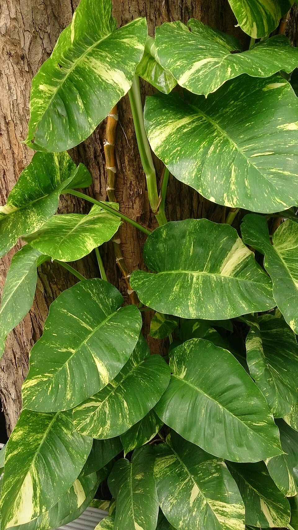 Money Plant (Pothos)