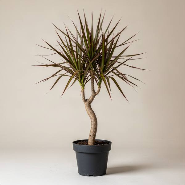 Dracaena Marginata (Dragon Tree) (Dracaena marginata)