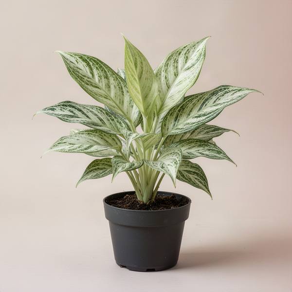 Aglaonema Butterfly (Aglaonema 'Butterfly')