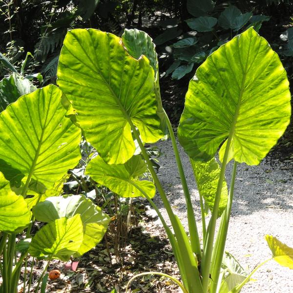 Alocasia (Elephant Ear) (Alocasia amazonica)