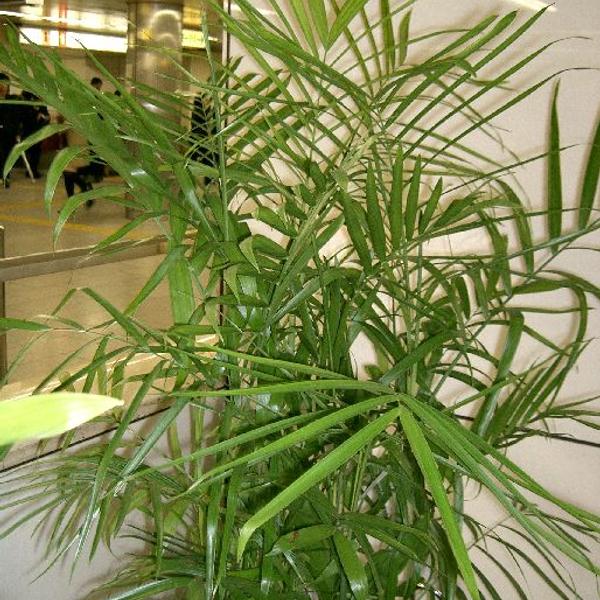 Bamboo Palm (Chamaedorea seifrizii)