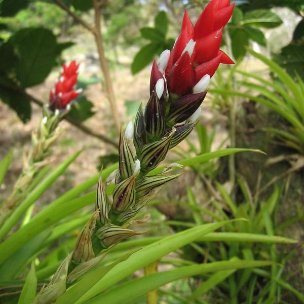 Bromeliad (Guzmania sp.)