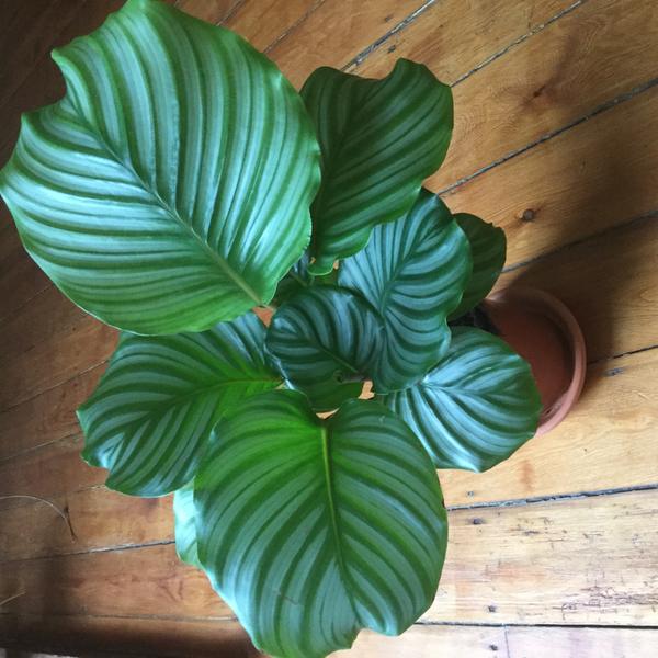 Calathea (Calathea orbifolia)