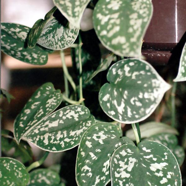 Ceylon Creeper (Scindapsus pictus)