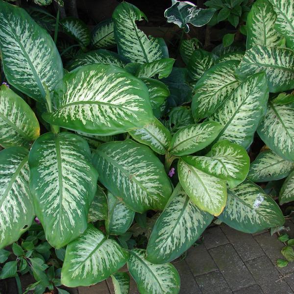 Dieffenbachia (Dumb Cane) (Dieffenbachia seguine)