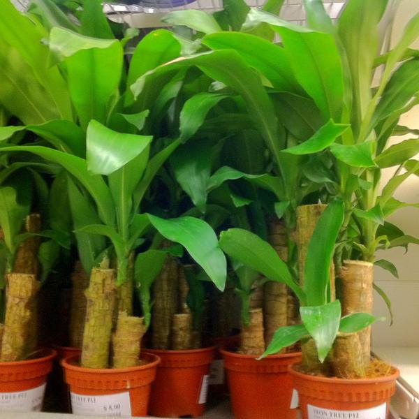 Dracaena Compacta (Dracaena fragrans 'Compacta')