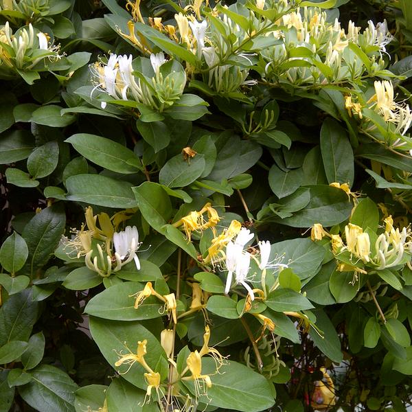 Honeysuckle (Lonicera japonica)